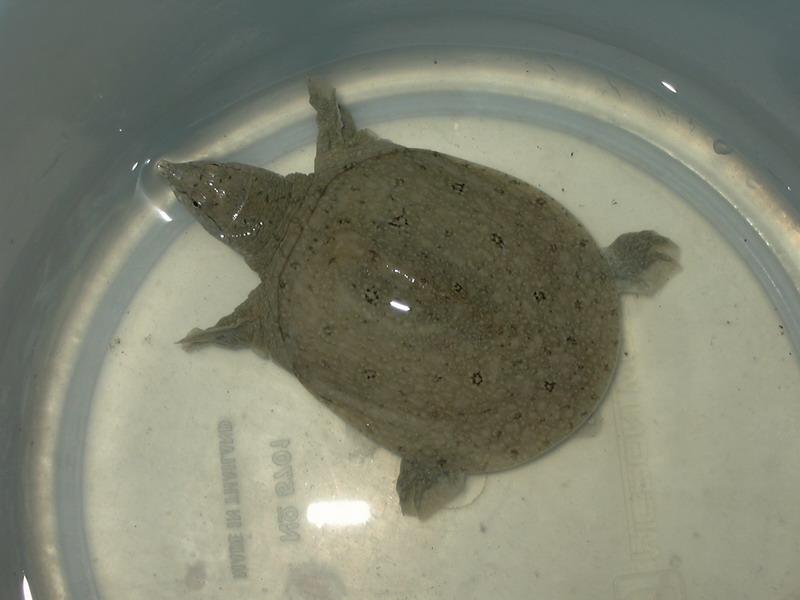 My Softshell - Joe