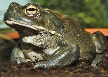 sonoran desert toad