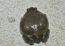 colorado river toad