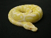 Albino Curl