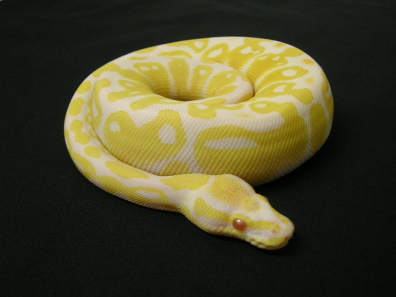 Albino Curl