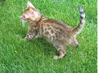 Little Loki