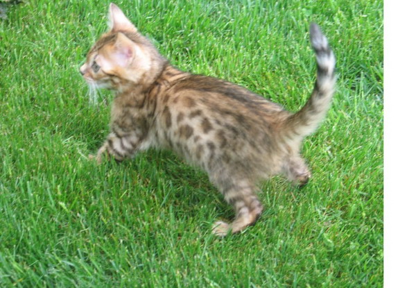 Little Loki