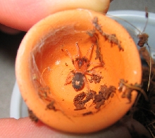 Cyriocosmus elegans 0.0.1