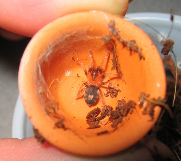 Cyriocosmus elegans 0.0.1