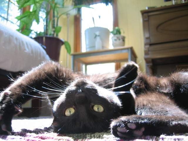 bendable buddy 9-12-04