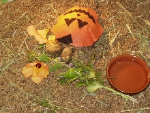 Leo Halloween