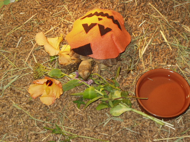 Leo Halloween