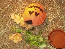 Leo Halloween