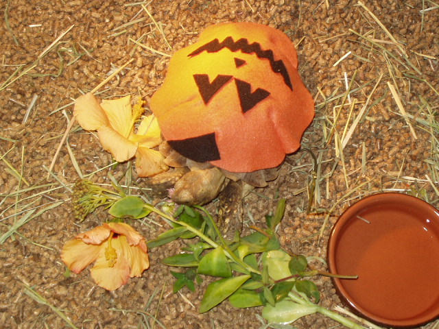 Leo Halloween