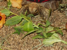 Leo Snacking