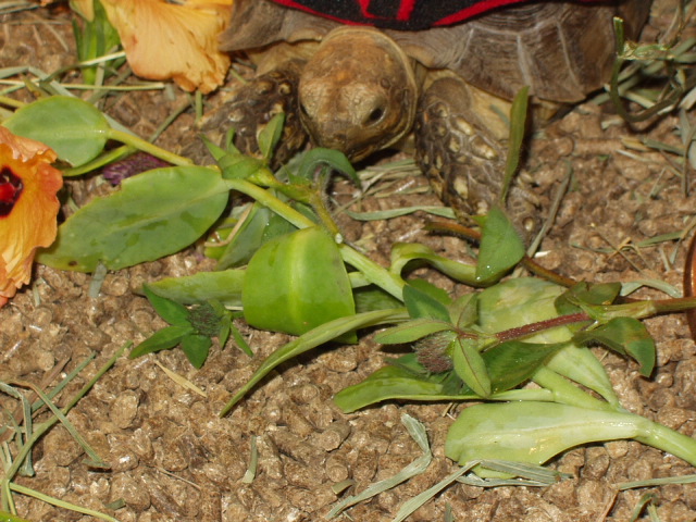 Leo Snacking