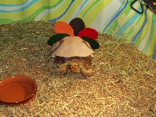 Leo as a Turkey