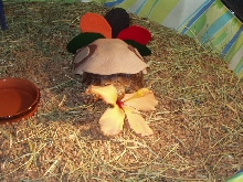 Leo as a Turkey