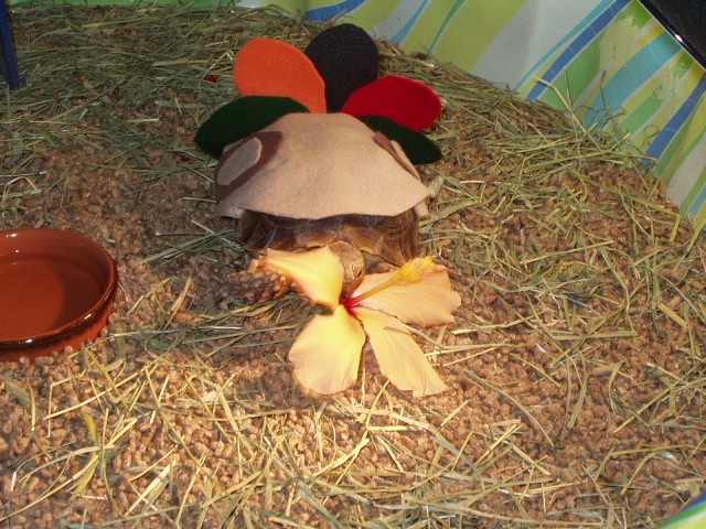 Leo as a Turkey