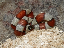 Grey Band