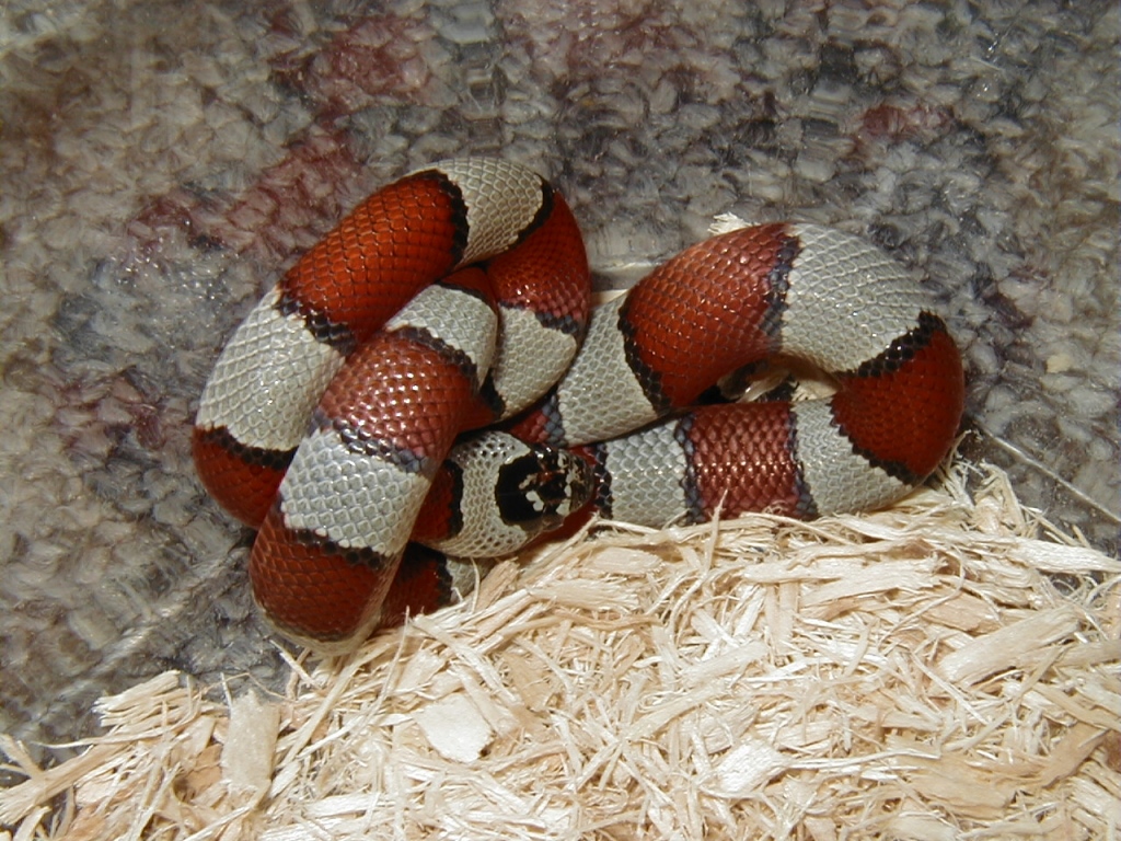 Grey Band