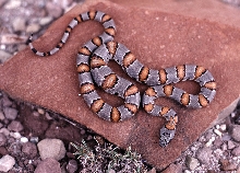 L. alterna/leonis wild-caught