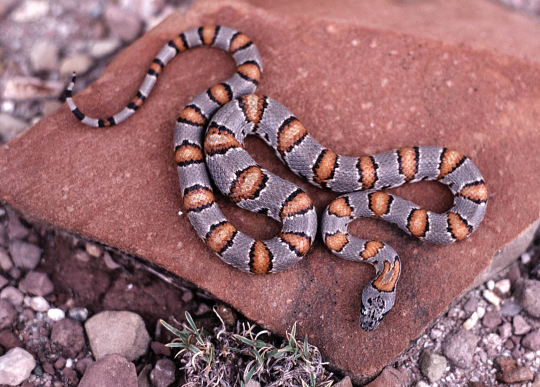 L. alterna/leonis wild-caught