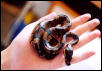 snakie in december 01