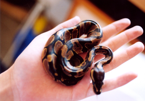 snakie in december 01