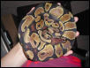 snakie in may 02