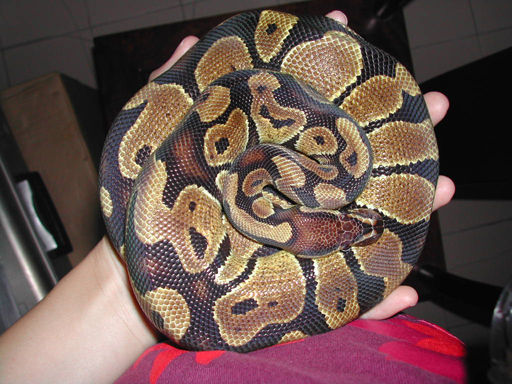 snakie in may 02