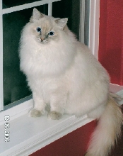 CatillacCats Ragdolls Blue Tortie Lynx Colorpoint Female