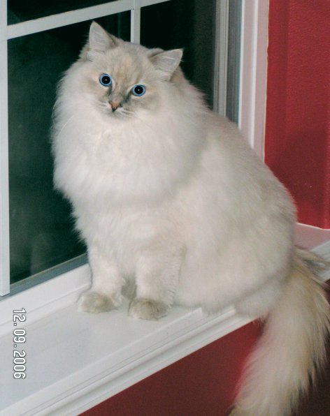 CatillacCats Ragdolls Blue Tortie Lynx Colorpoint Female