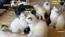 CatillacCats Ragdolls Kittens Litter Of 7