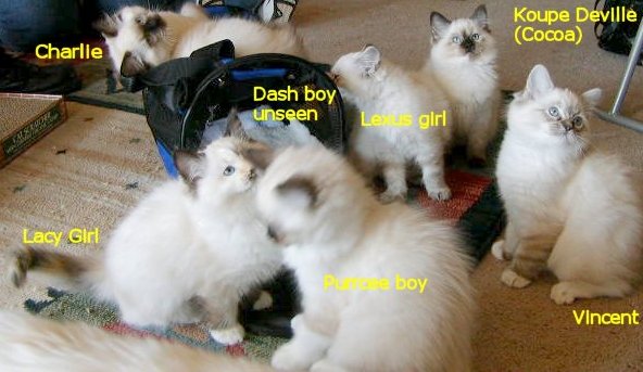 CatillacCats Ragdolls Kittens Litter Of 7