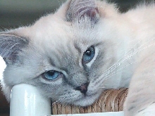 CatillacCats Ragdolls Blue Lynx Point Mitted Male