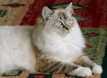 CatillacCats Ragdolls Seal Lynx Point Mitted Female