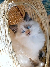 CatillacCats Ragdolls Seal Tortie Point Mitted Female