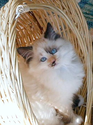 CatillacCats Ragdolls Seal Tortie Point Mitted Female