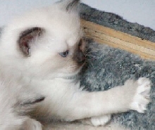 CatillacCats Ragdolls Seal Point Mitted Male