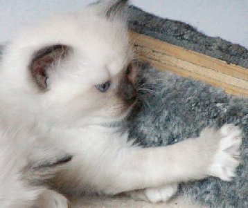 CatillacCats Ragdolls Seal Point Mitted Male