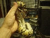 Yellow Belly