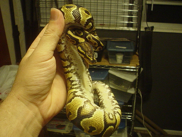 Yellow Belly