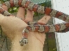 King Snake