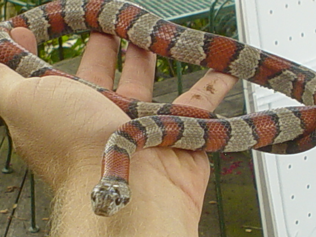 King Snake