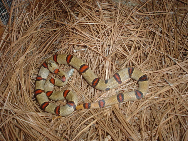 Female tharyei produced