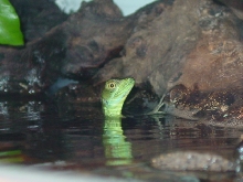 Pepe takin' a dip