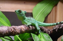 Pepe chillin