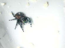 cute little jumping spider