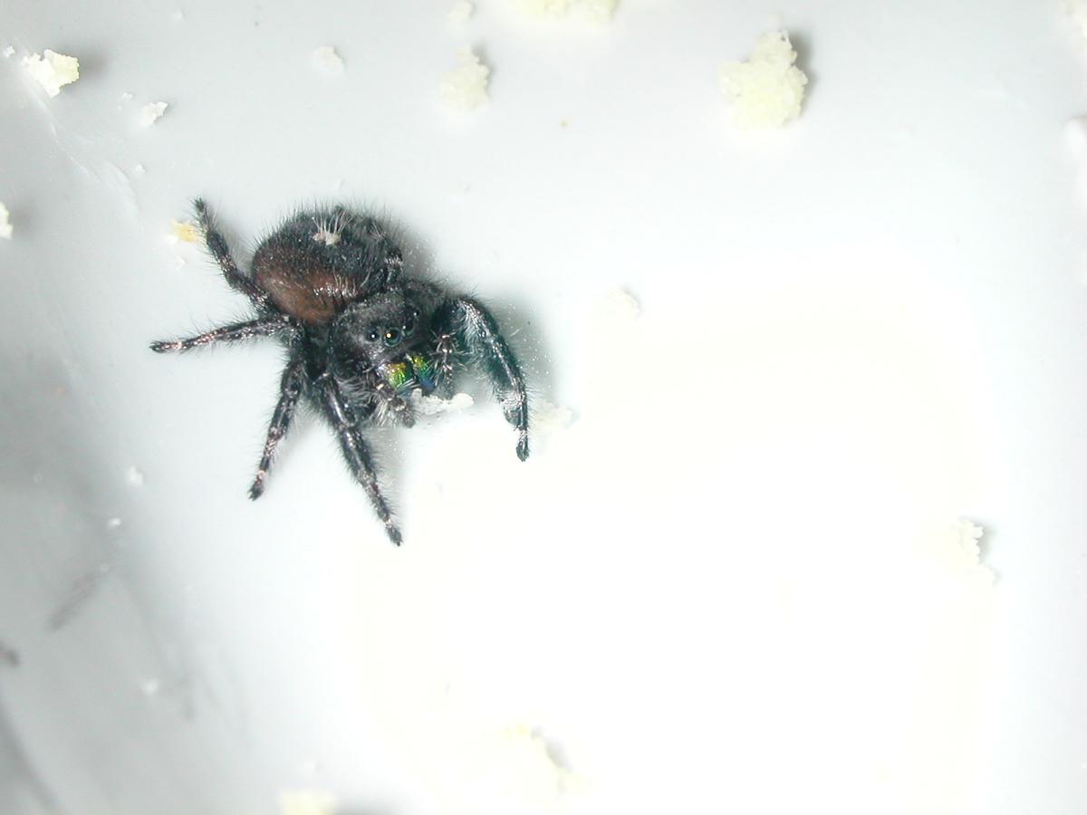 cute little jumping spider