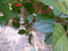 SPIDER??