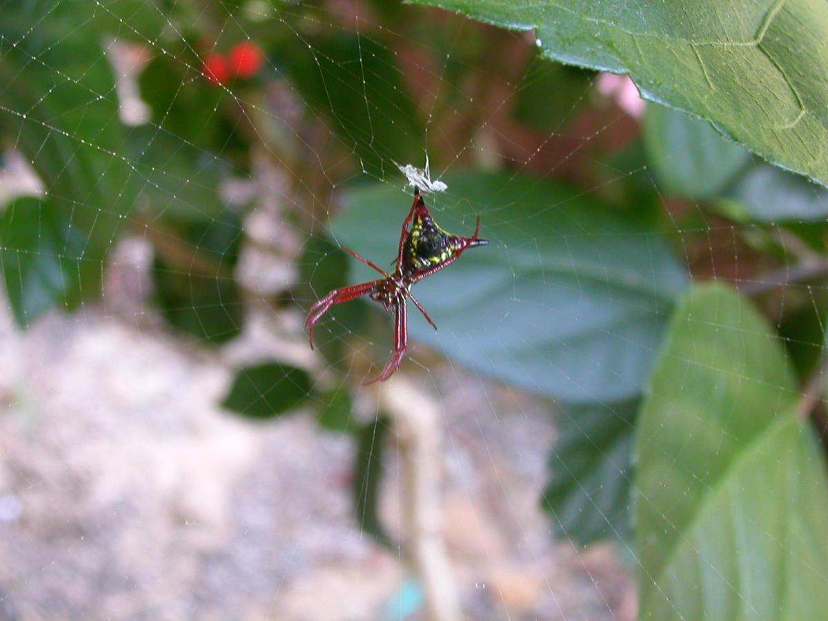 SPIDER??