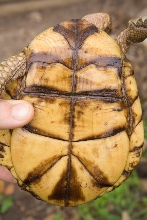 three toed box