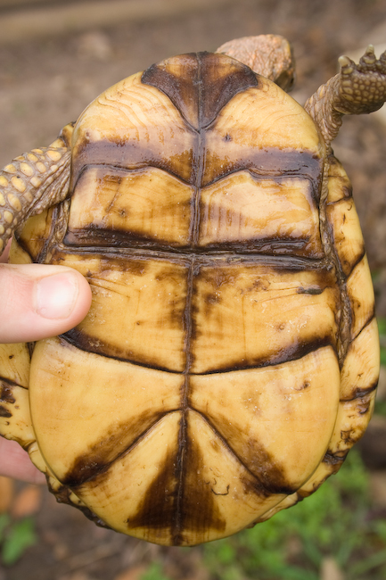 three toed box